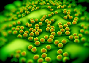 staphylococcus aureus (MRSA) bacteria